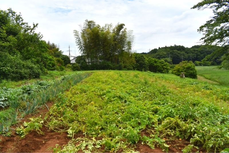 フォンテーヌの森：じゃがいも掘り