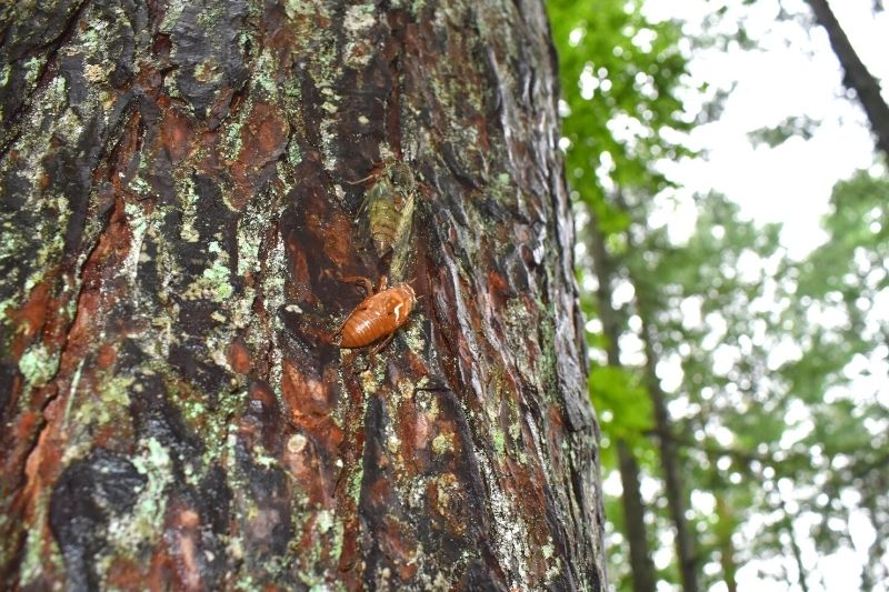 キャンプ場で見つけたセミ