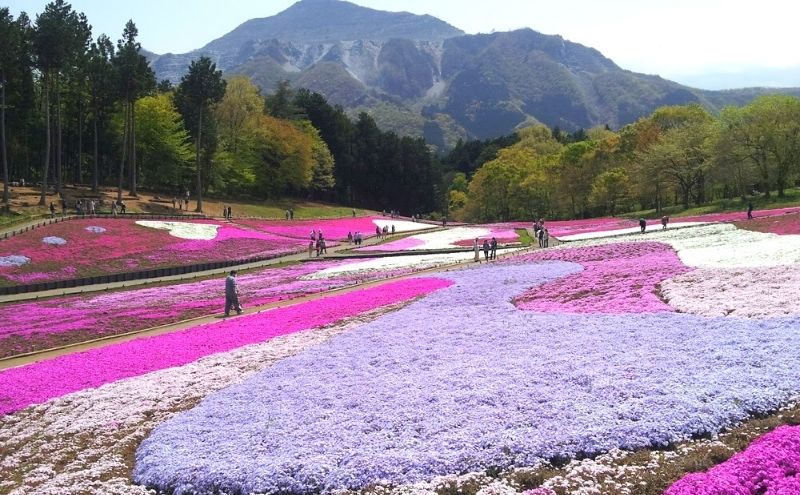 秩父芝桜