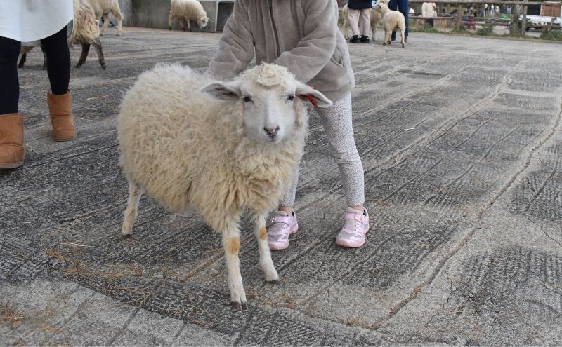 南ヶ丘牧場：ひつじ