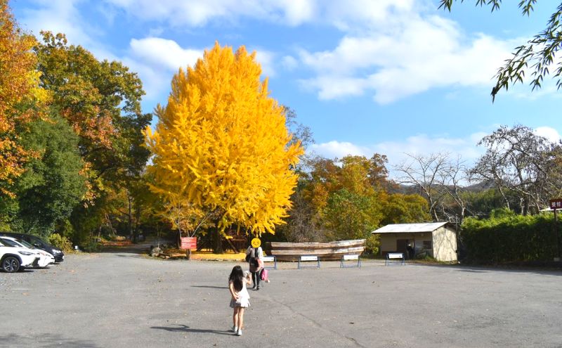 ウォーターパーク長瀞：紅葉