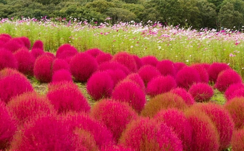 茨城県グランピング